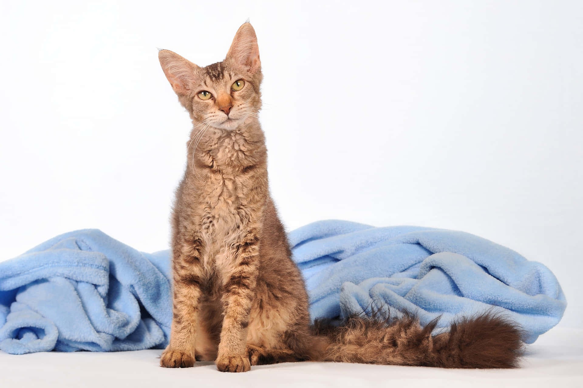 Stunning LaPerm cat posing for the camera Wallpaper