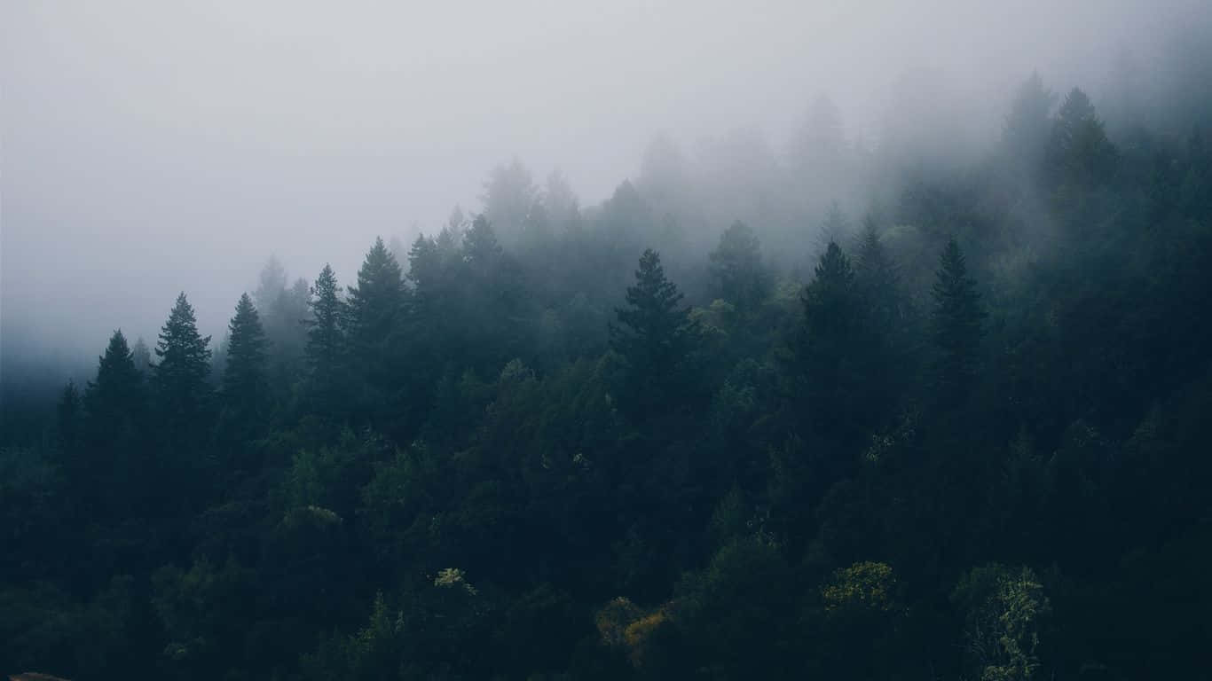 A Forest With Trees In The Fog Wallpaper