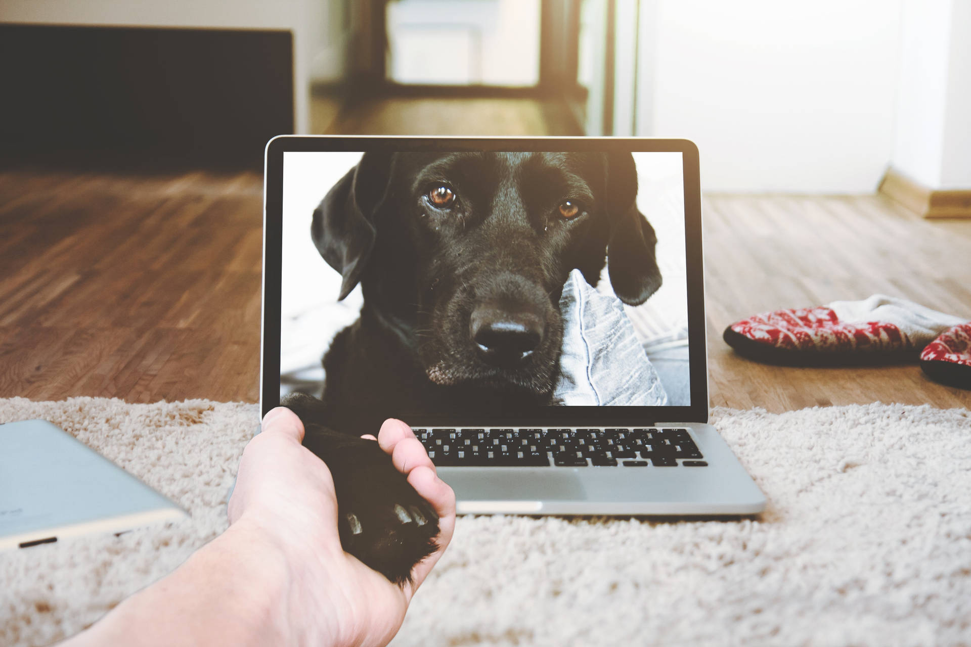 Laptopzeigt Einen Hund Als Hintergrundbild. Wallpaper