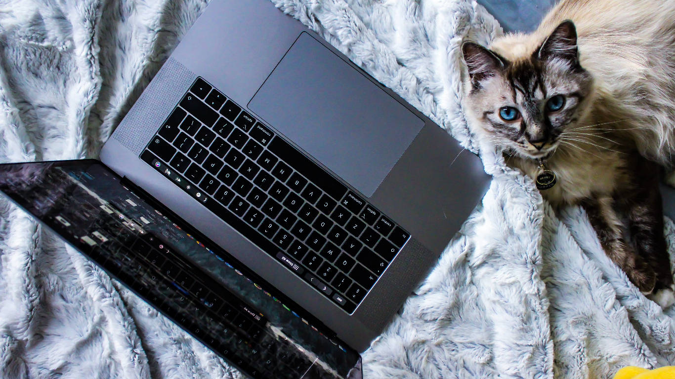 Laptop Keyboard Siberian Forest Cat Wallpaper