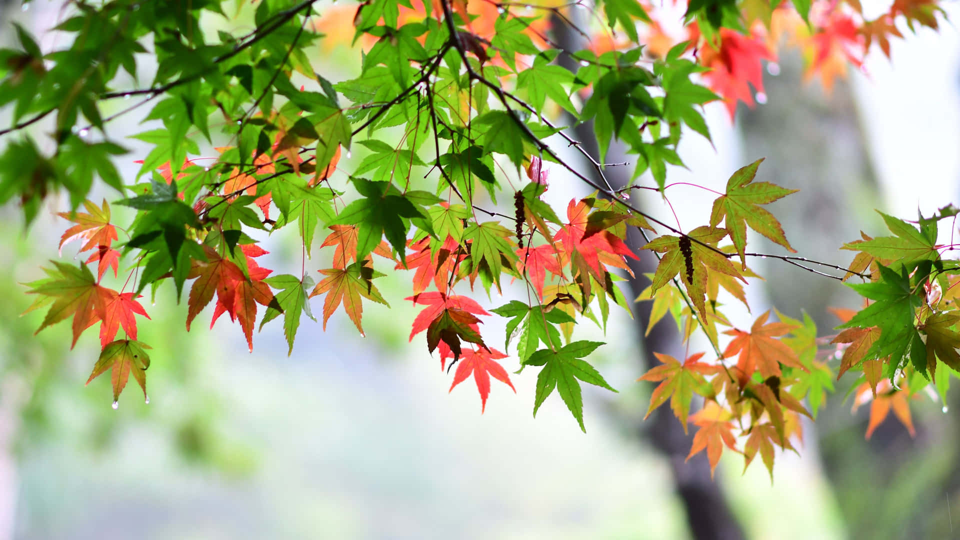 A Tree With Red And Green Leaves Wallpaper