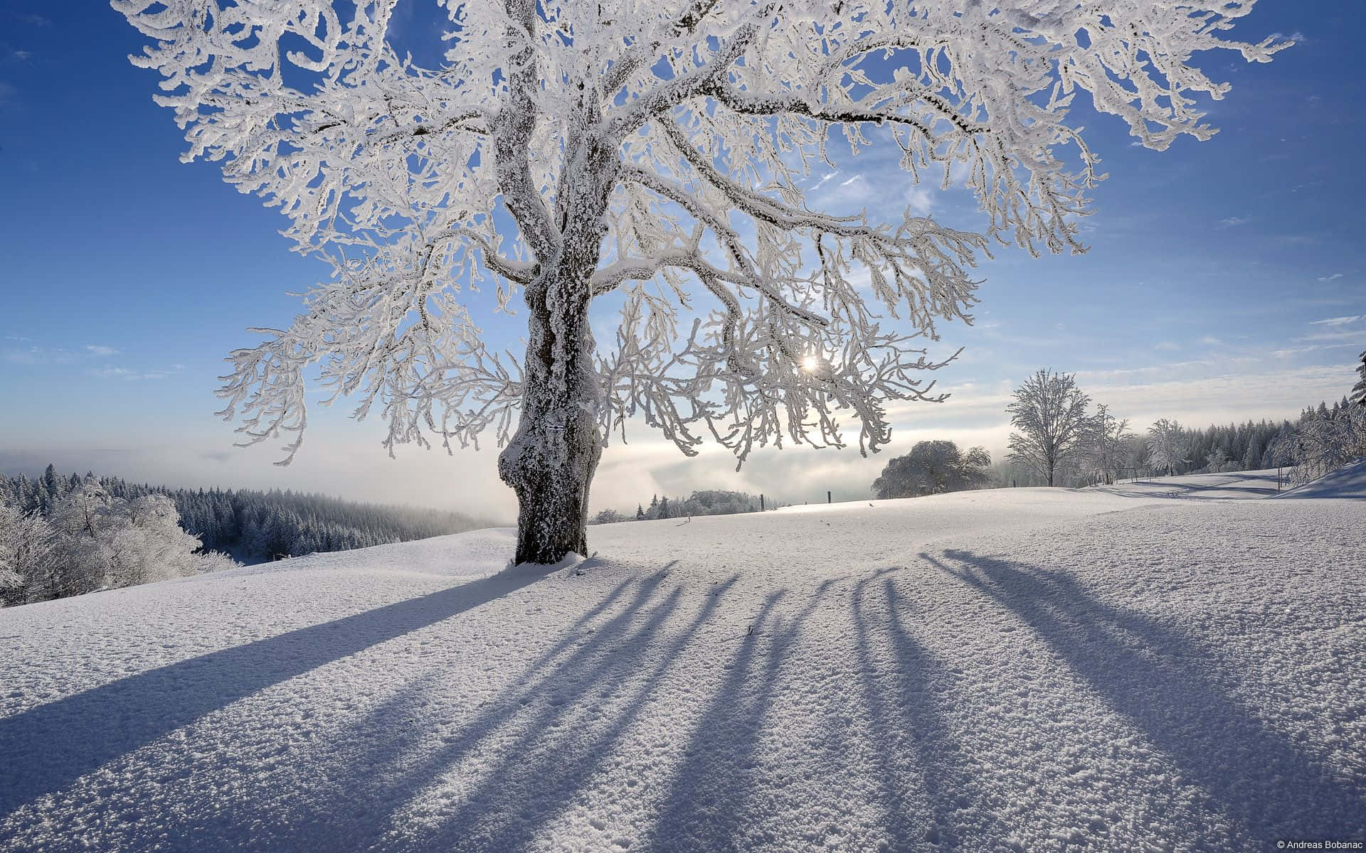 Unárbol Cubierto De Nieve Con Una Sombra Fondo de pantalla