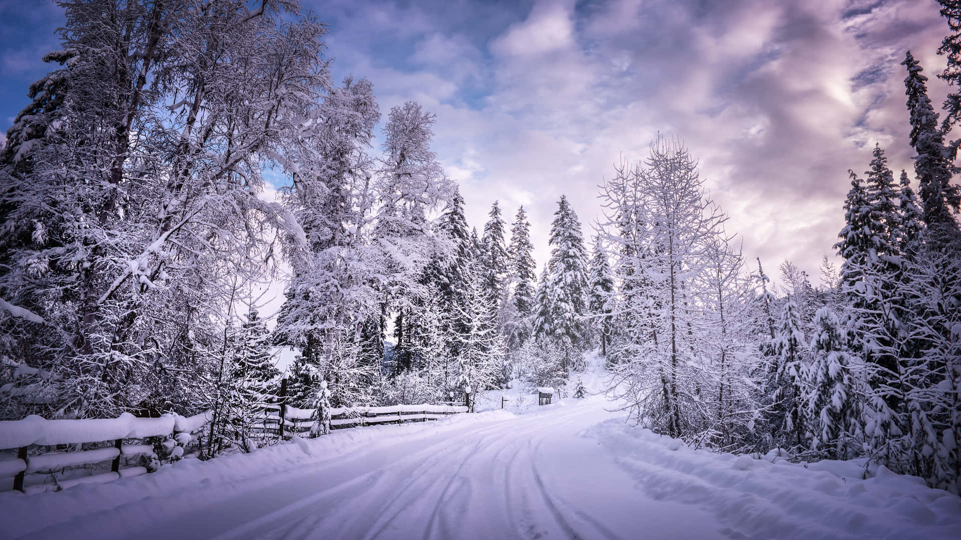 En sne dækket vej i skoven Wallpaper