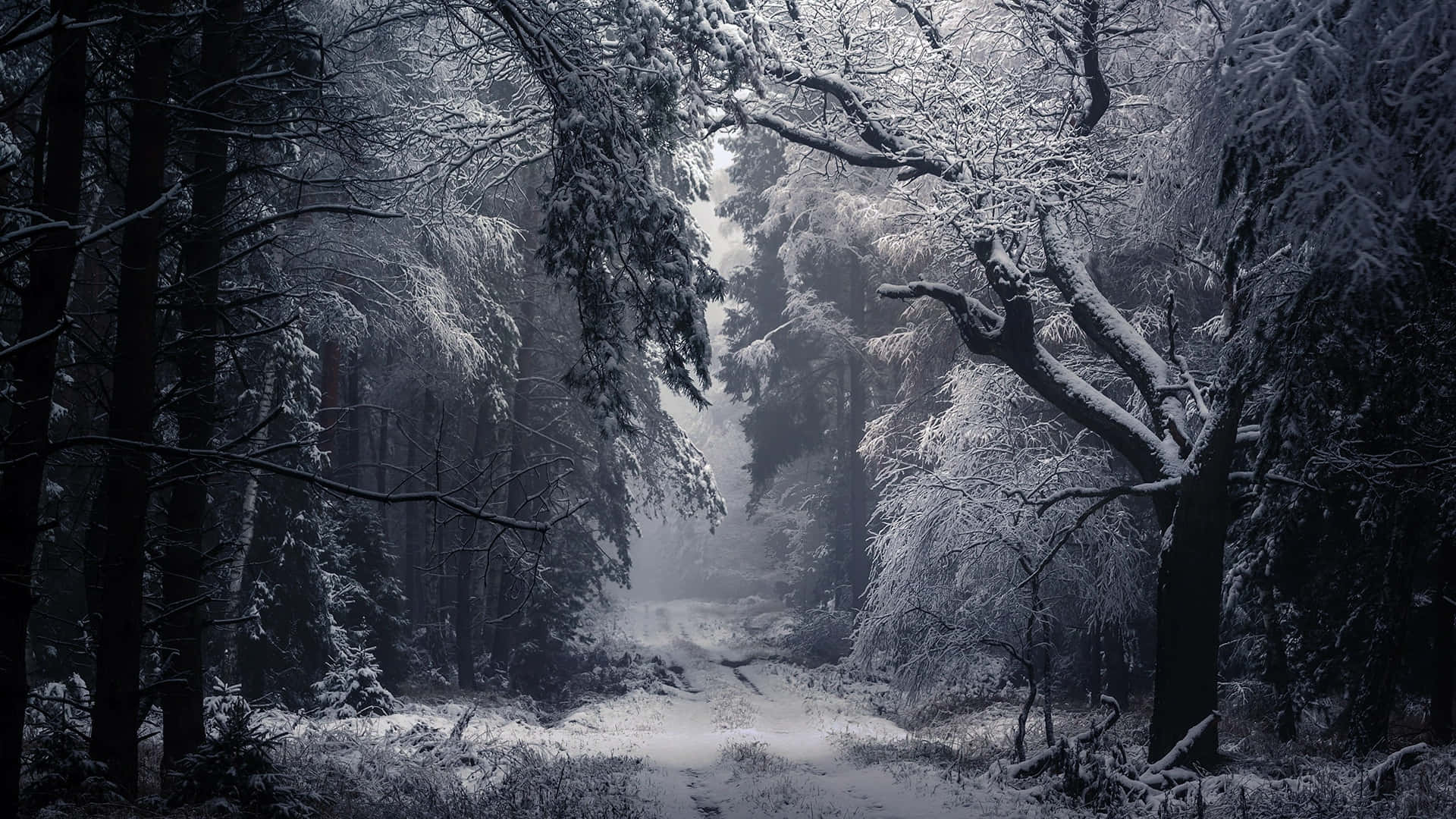 flakesEn snefyldt skov med træer og snefnug Wallpaper