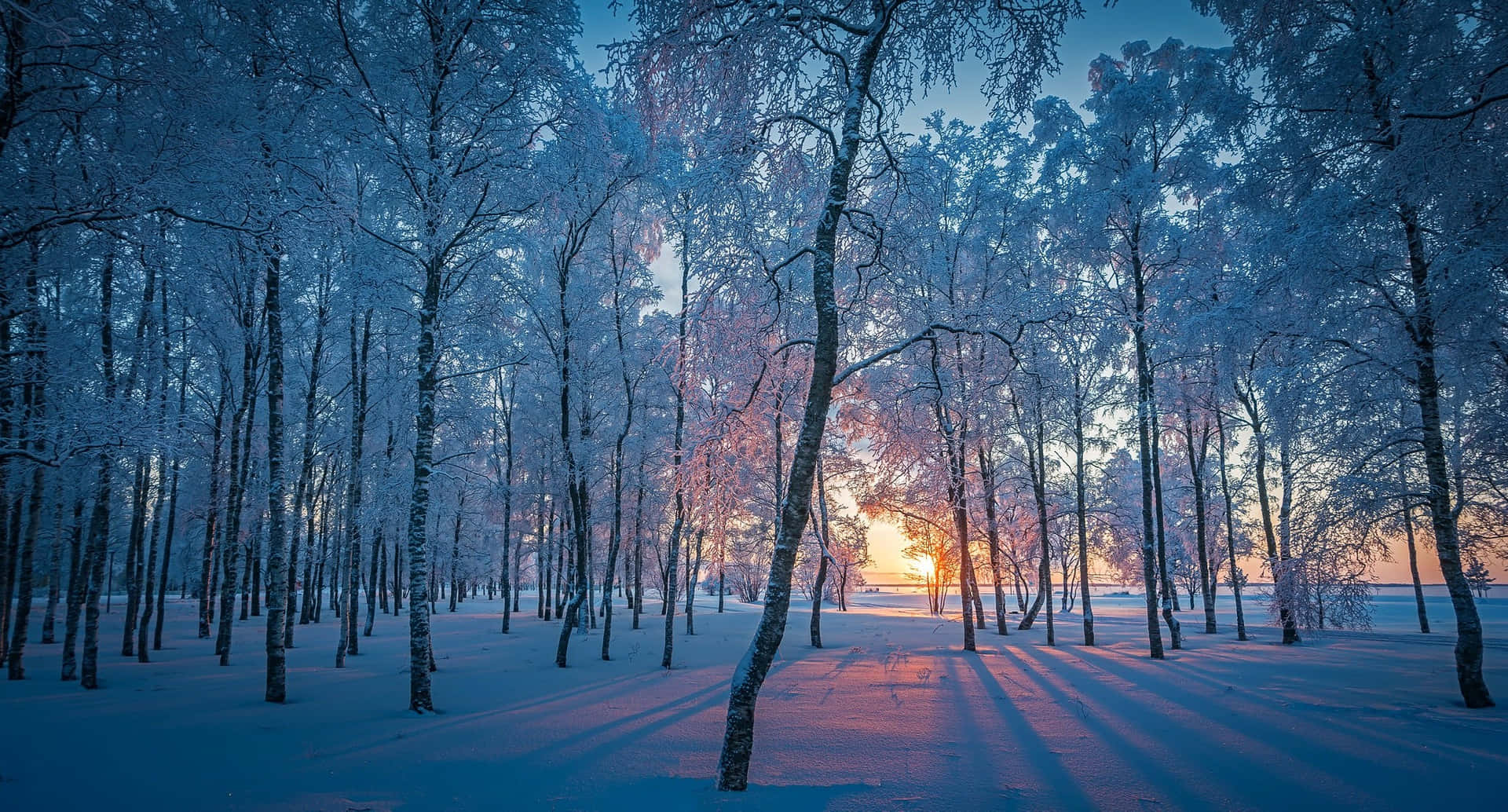 Winter Forest During Sunset Laptop Wallpaper