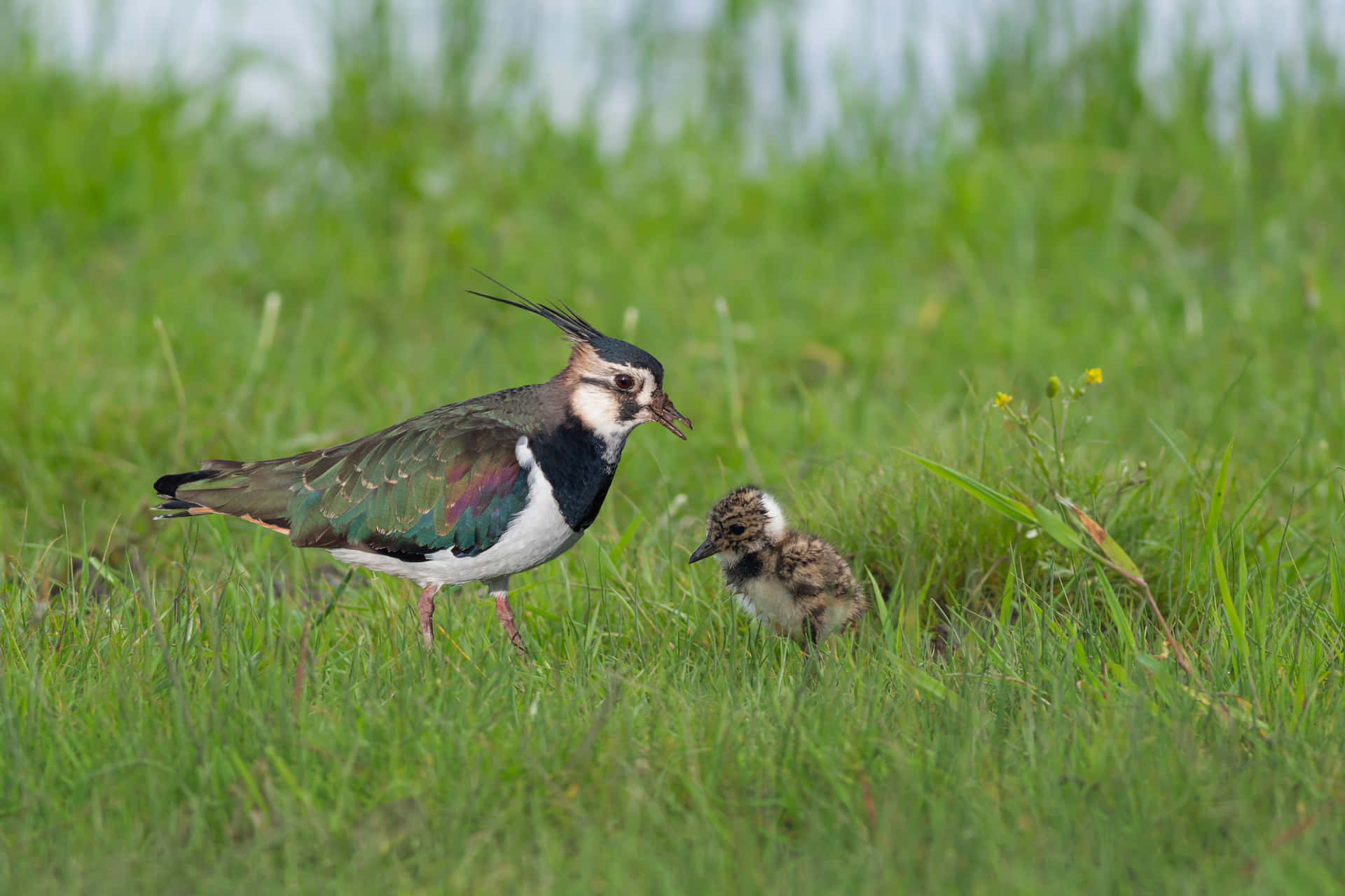 Lapwing Parentand Chickin Grass Wallpaper