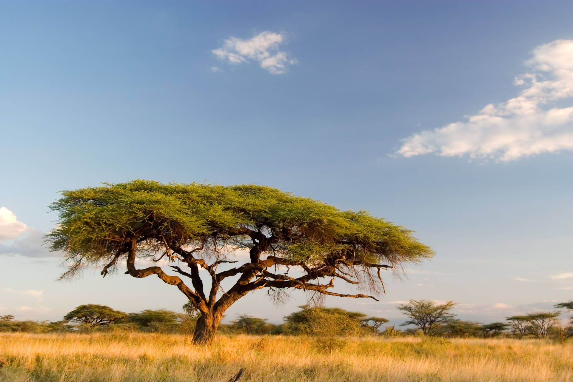 Large Acacia Trees In South Africa Wallpaper