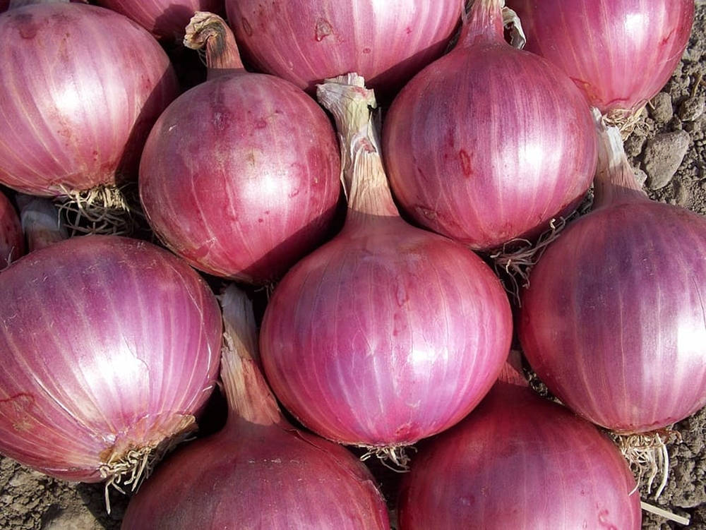 Large Bulbs Of Red Onion Wallpaper