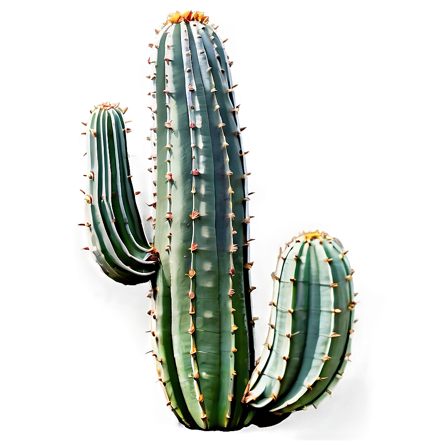 Large Cactus Png Xma PNG