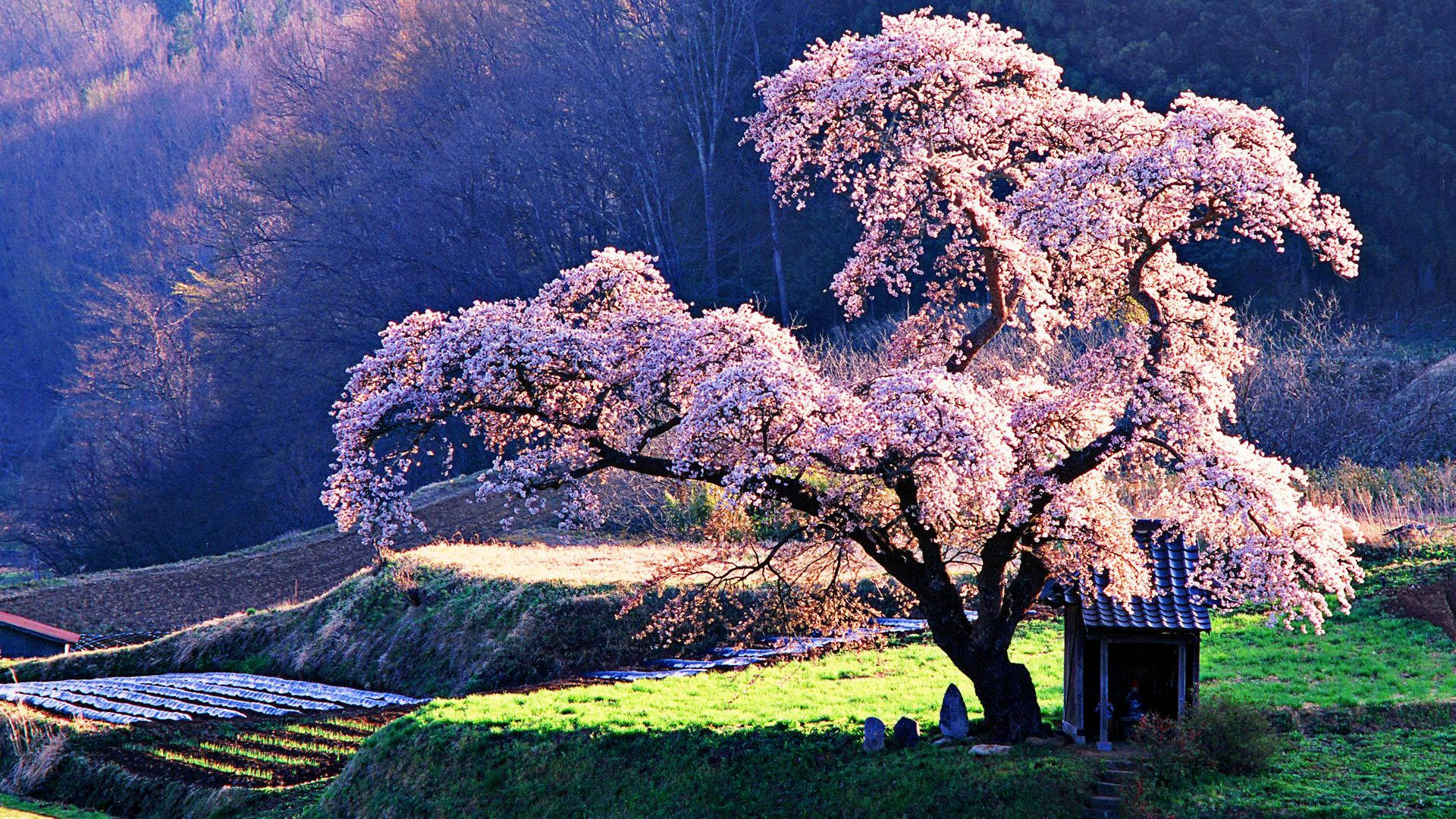 Download Japanese Pink Blossom Tree Temple Wallpaper | Wallpapers.com