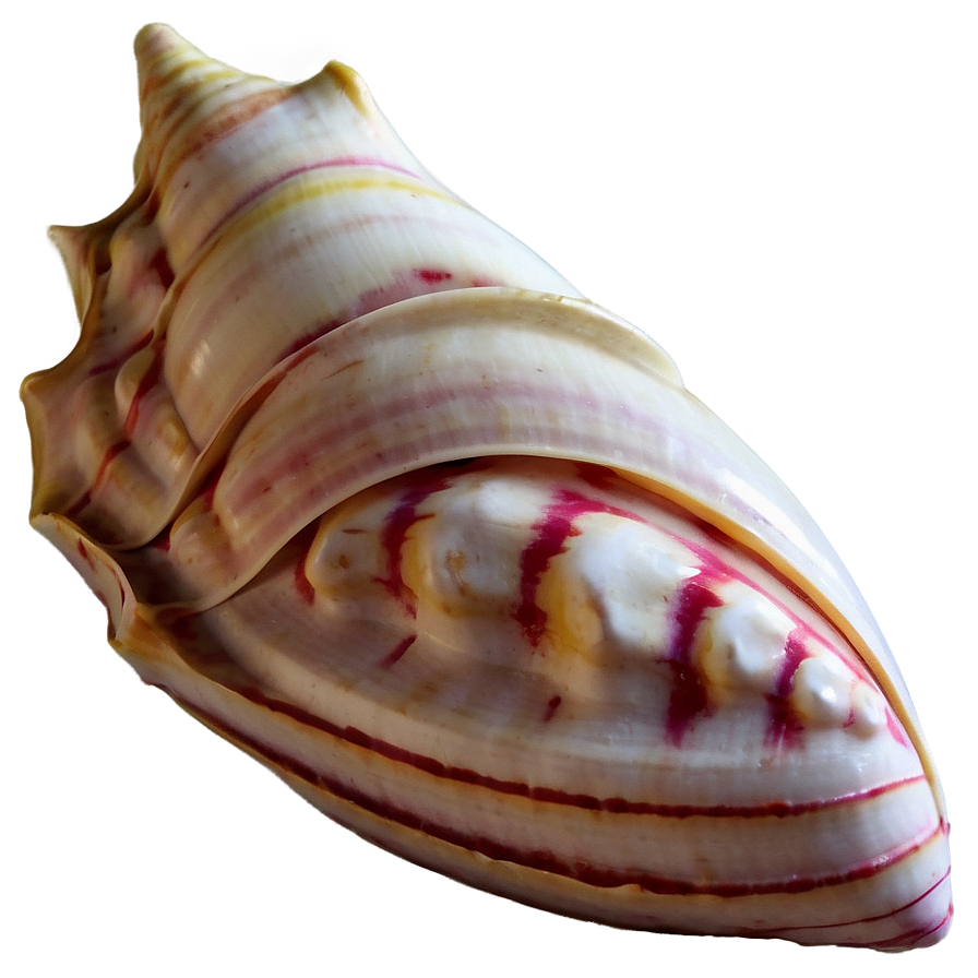 Large Conch Shell Artwork Png Bna97 PNG