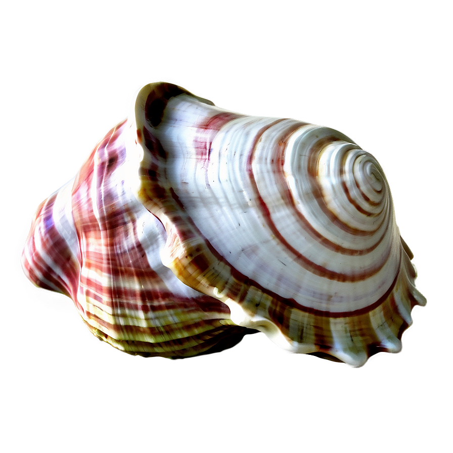 Large Conch Shell Artwork Png Kiv33 PNG