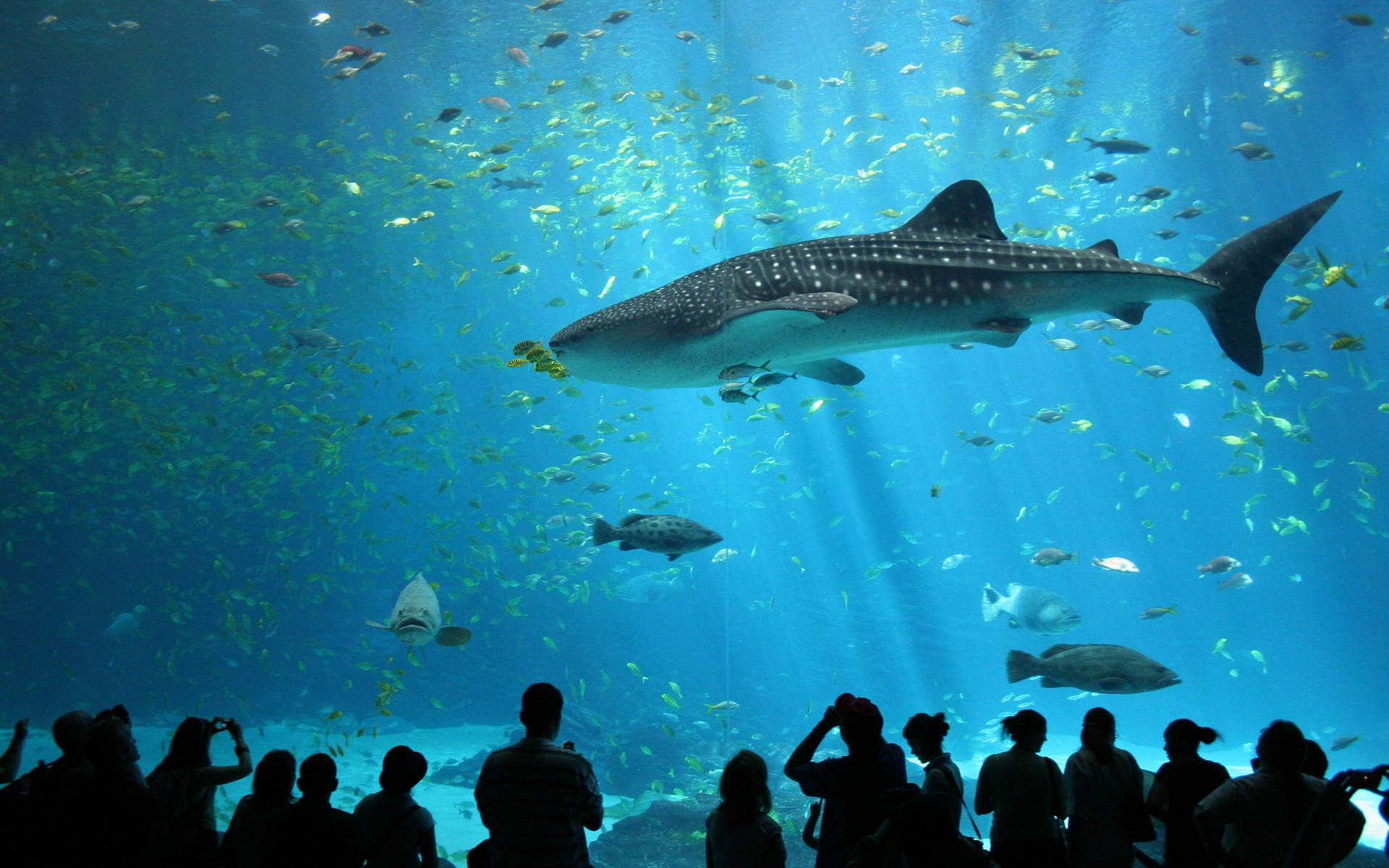 Large Crowded Aquarium Wallpaper