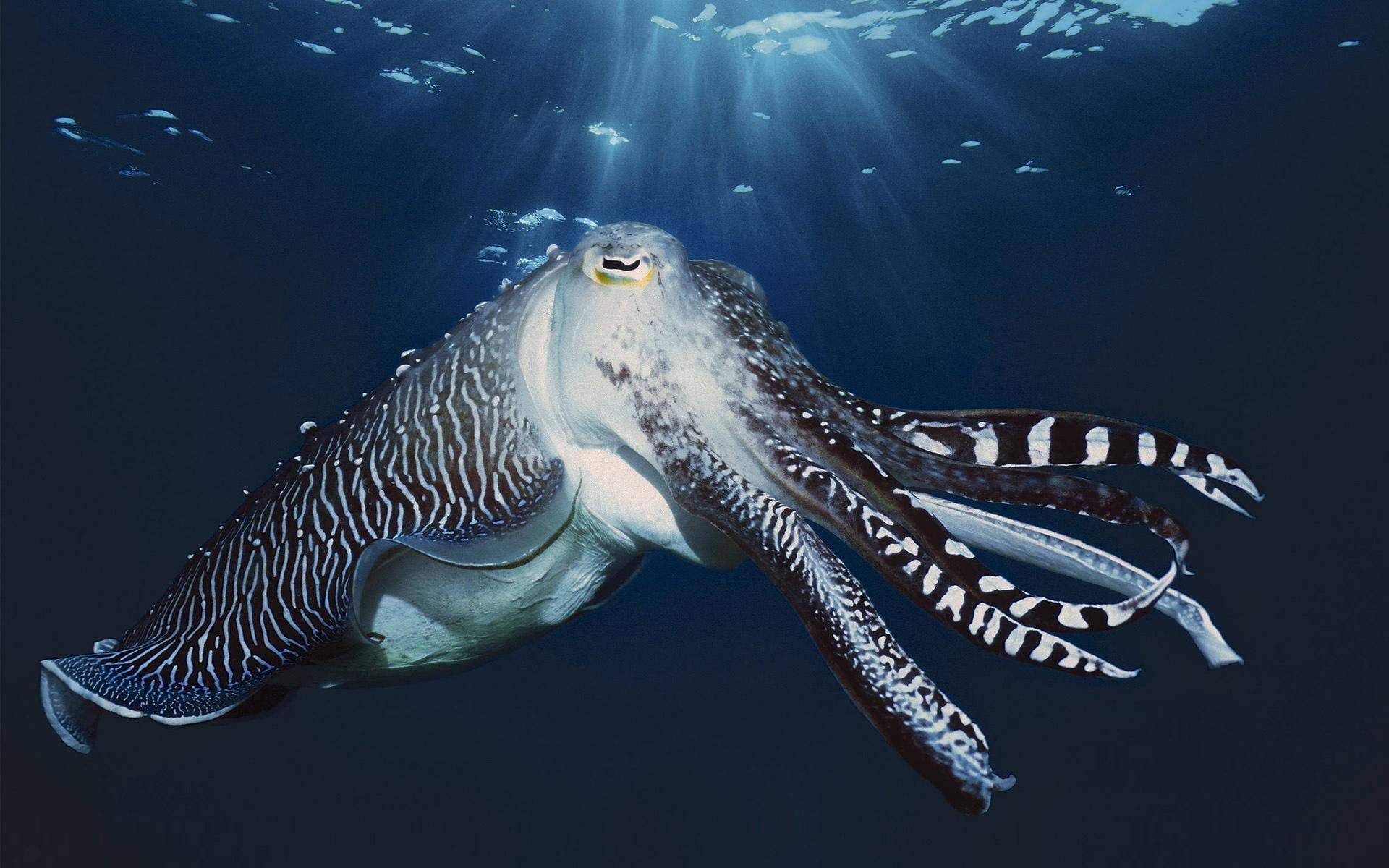 Large Cuttlefish On A Patrol Wallpaper