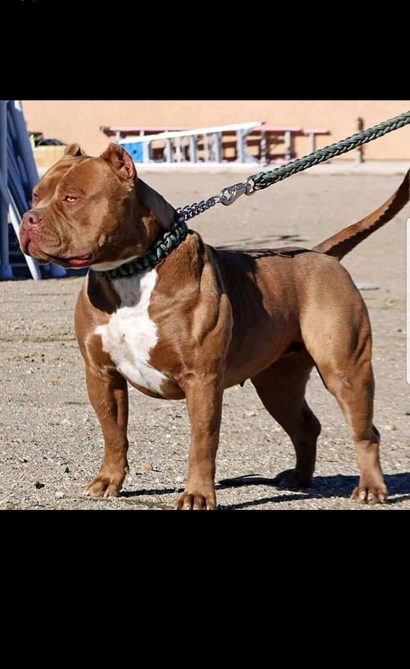 Large Dog Pitbull With Leash Wallpaper