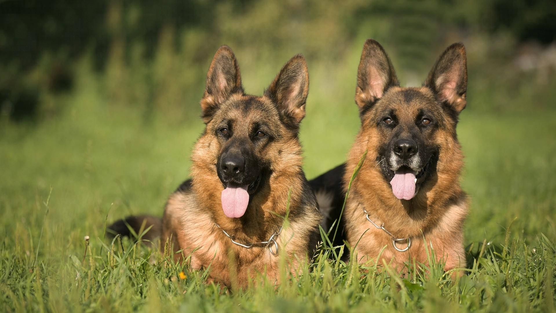 Large German Shepherd Dogs Wallpaper