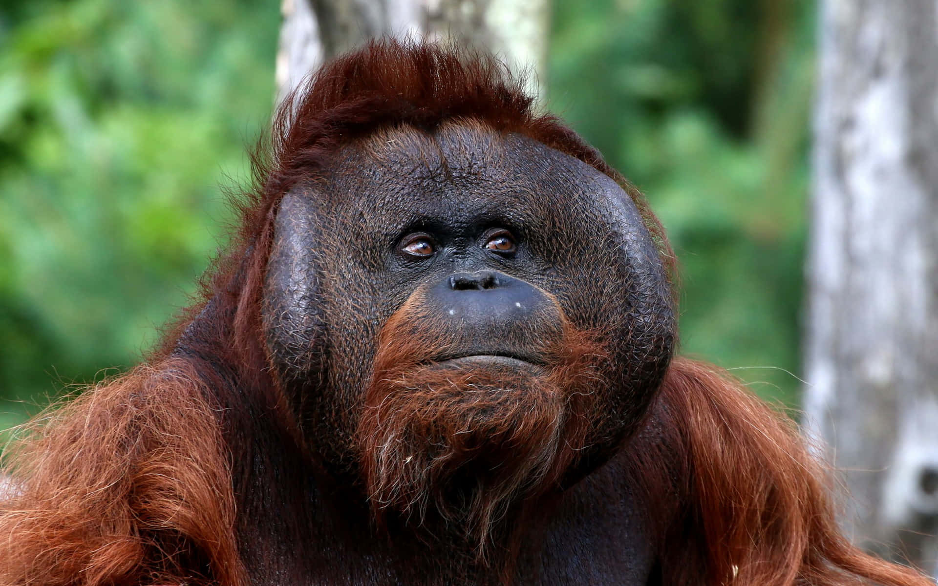 Großerkopf Orang-utan Wallpaper
