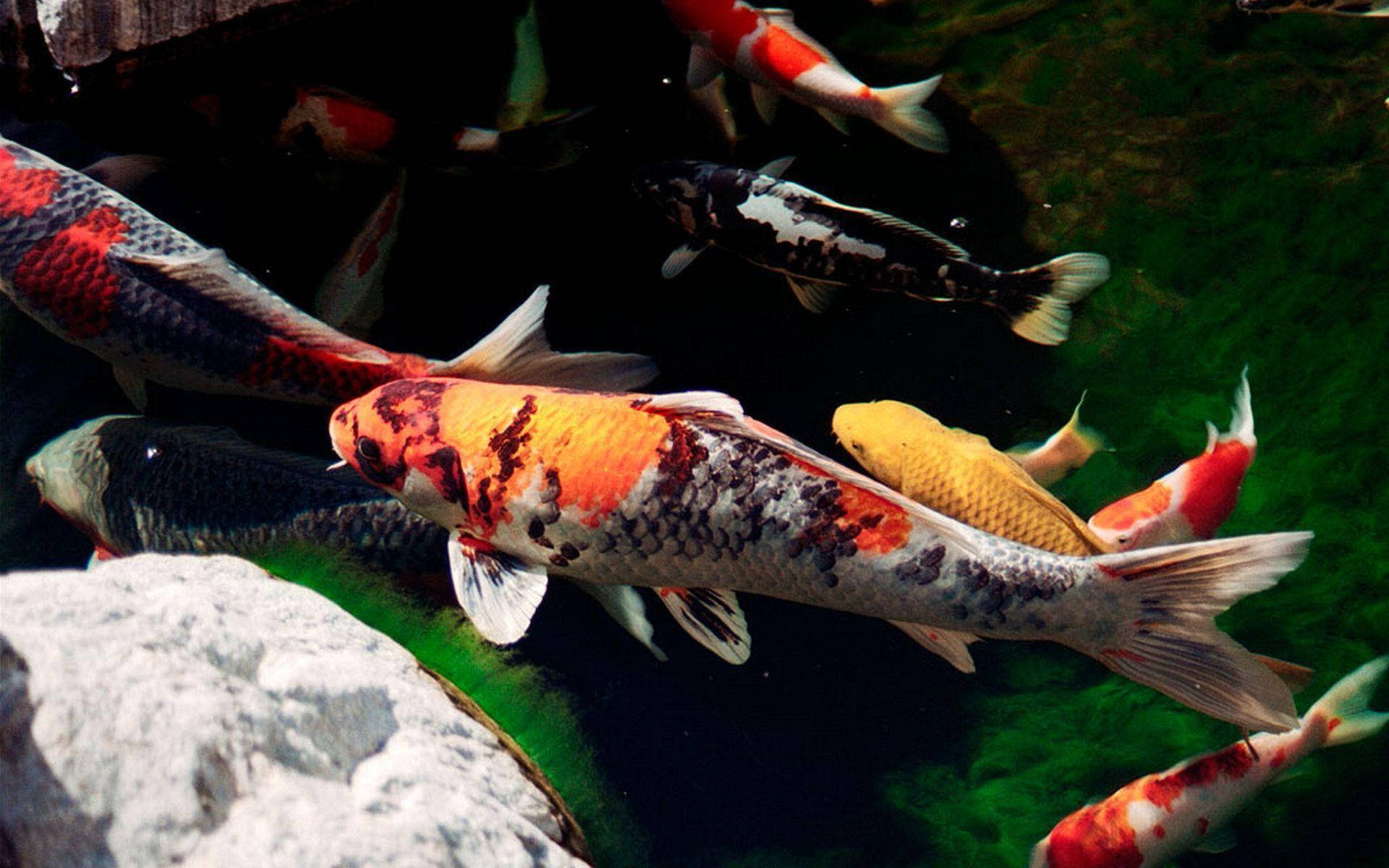 Store Koi fisk svømmer i en vandfald Wallpaper