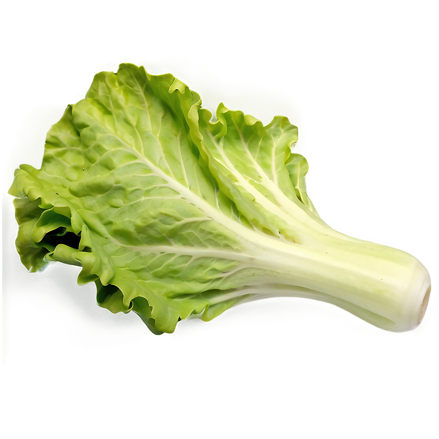 Download Large Lettuce Leaf Png 05242024 | Wallpapers.com