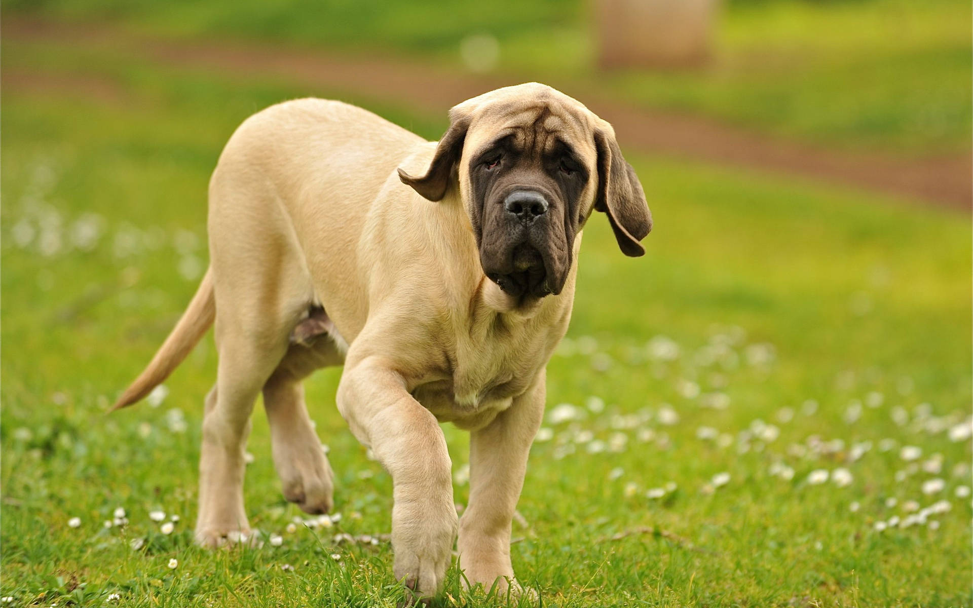 Large Mastiff Dog Walking On Grass