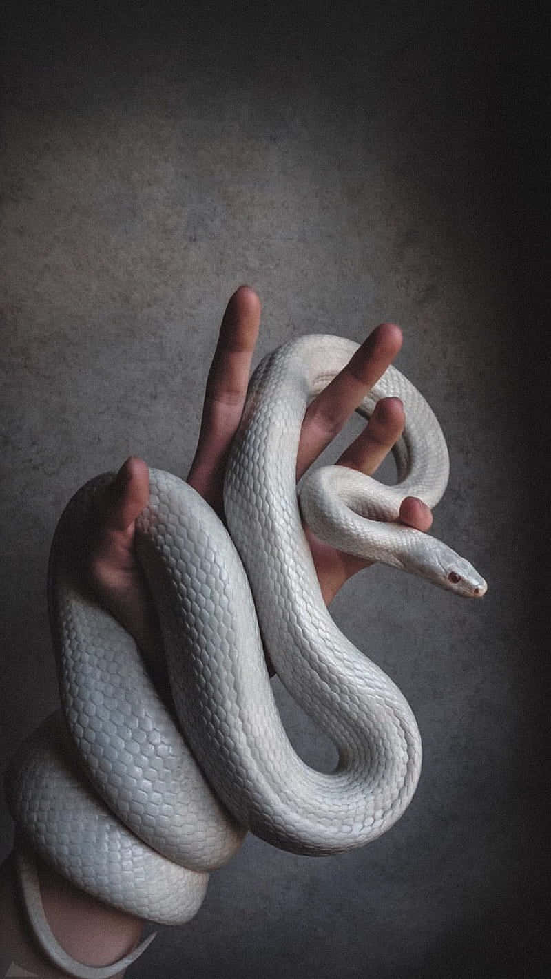 Eineperson, Die Eine Weiße Schlange In Ihrer Hand Hält Wallpaper