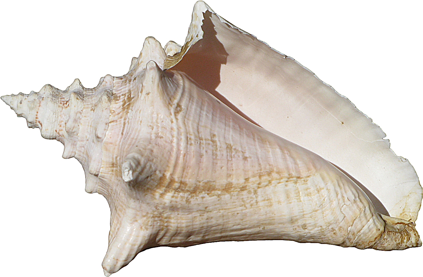 Large Queen Conch Shell PNG