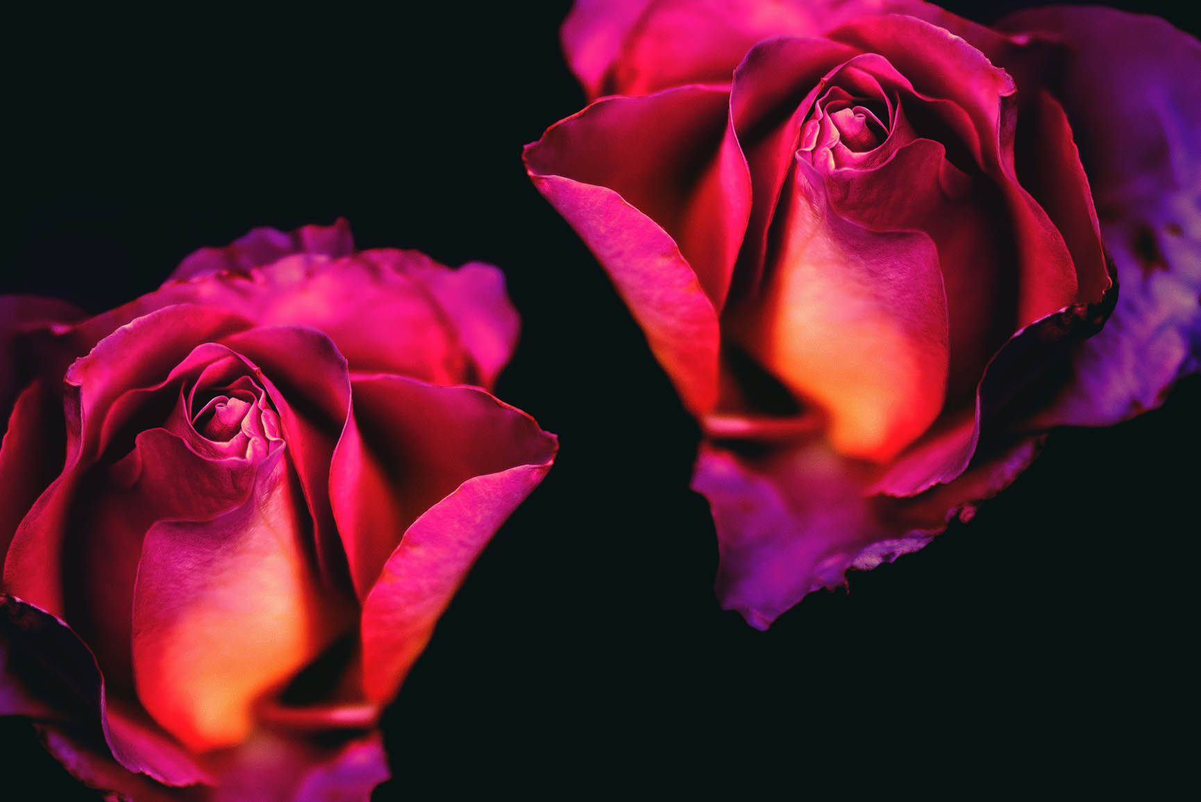 Großeromantische Rosenblumen Wallpaper