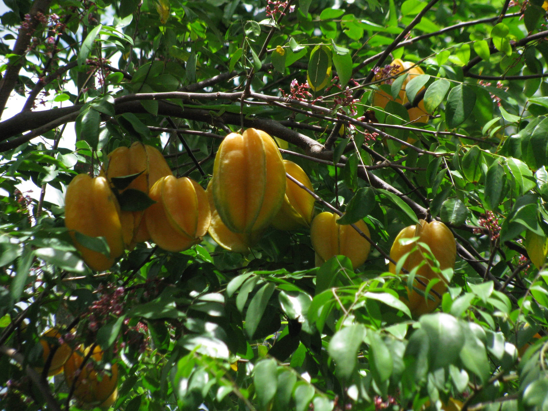 Large Star Fruits On A Branch Wallpaper