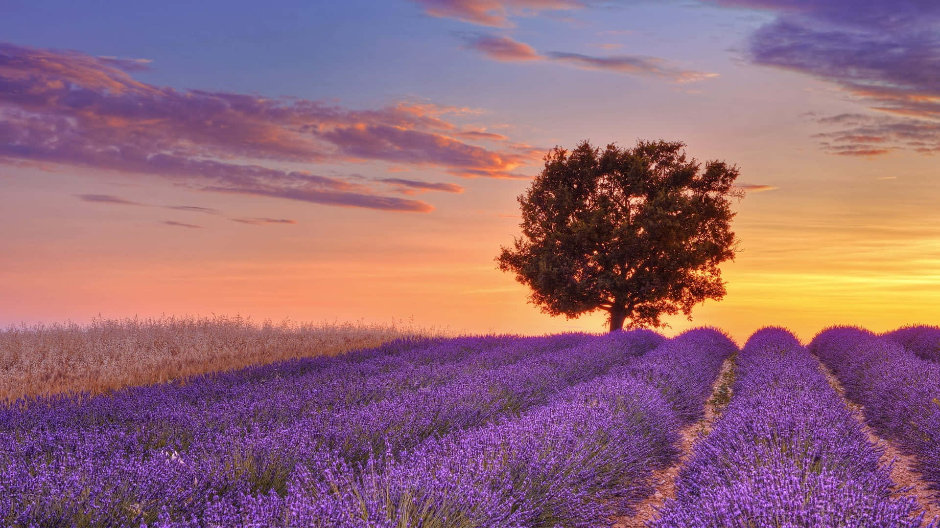 Large Tree On A Lavender Field Wallpaper