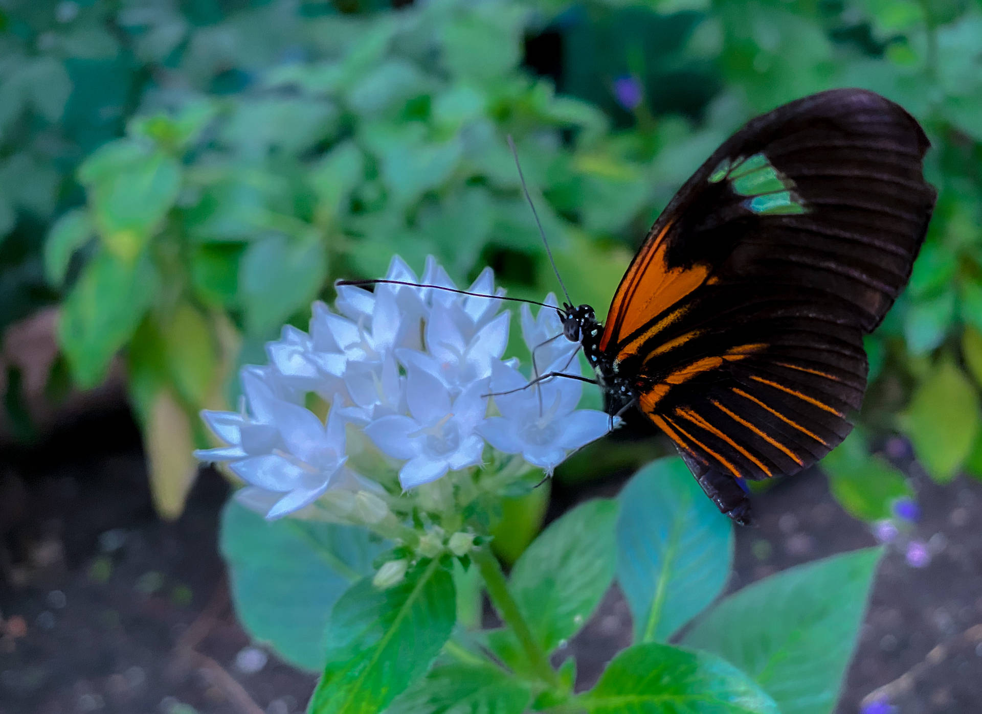 Large Tropical Aesthetic Butterfly