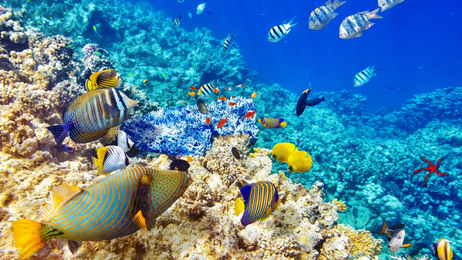 Store tropiske fisk skaber et farverigt miljø. Wallpaper