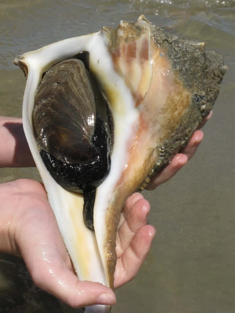 Large Whelk Shellin Hand Wallpaper