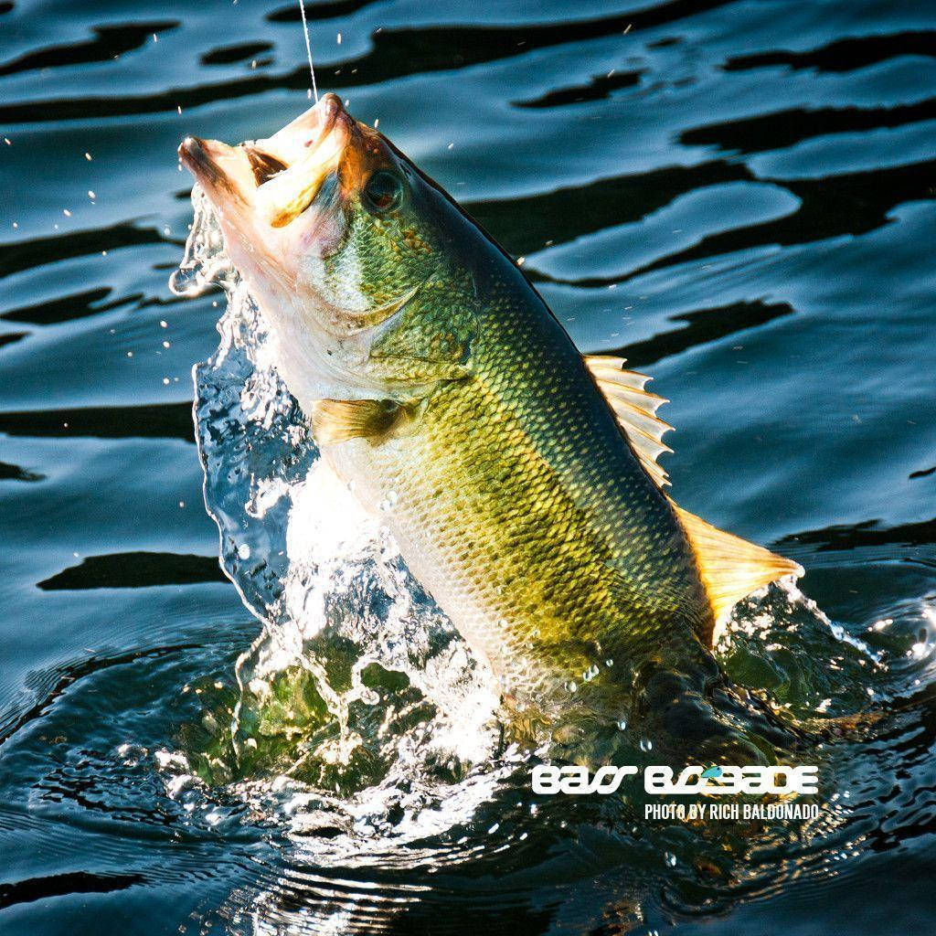A Large Bass Is Jumping Out Of The Water Wallpaper
