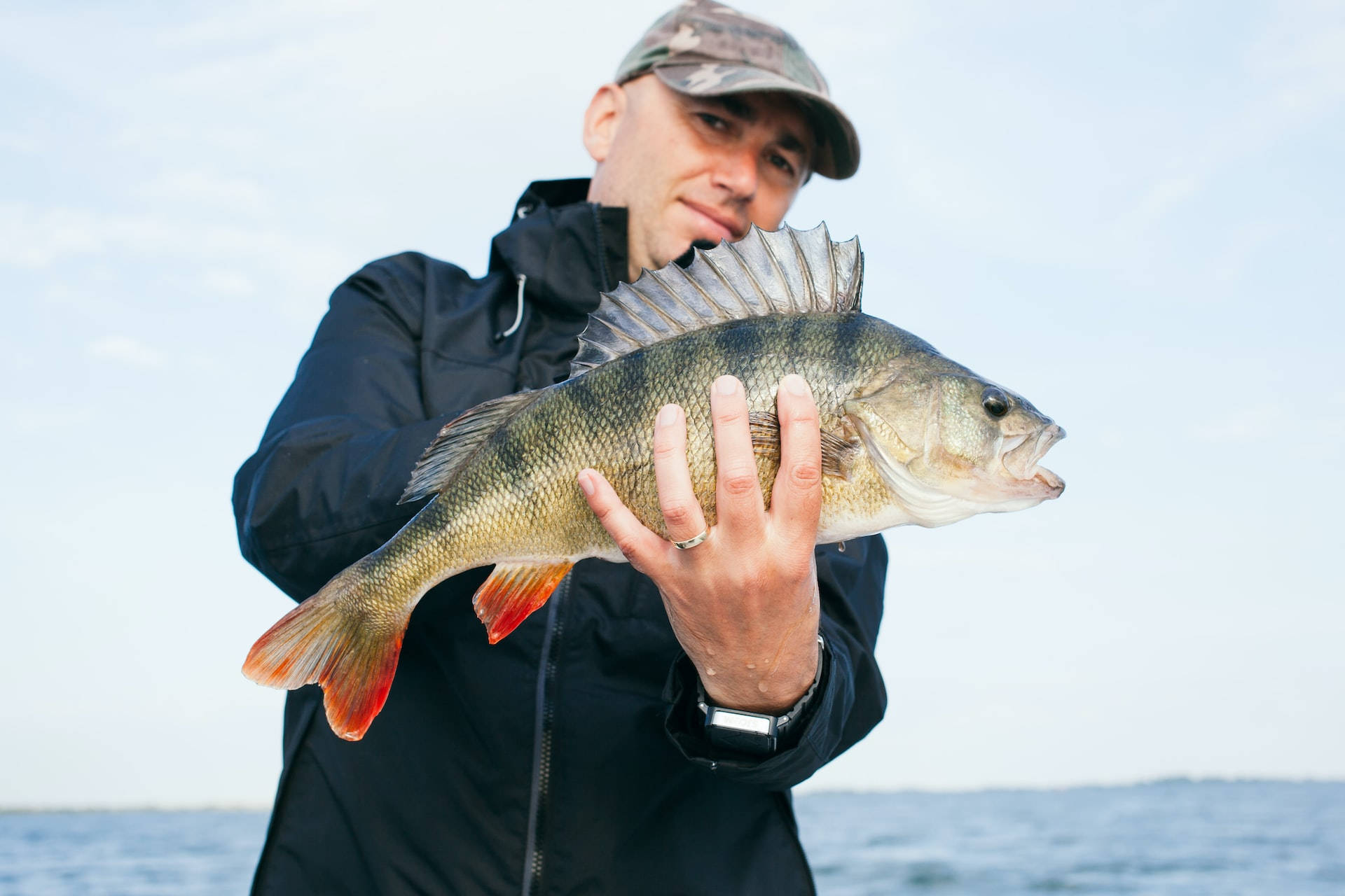 En Largemouth Bass søger efter sin næste måltid i en sø. Wallpaper