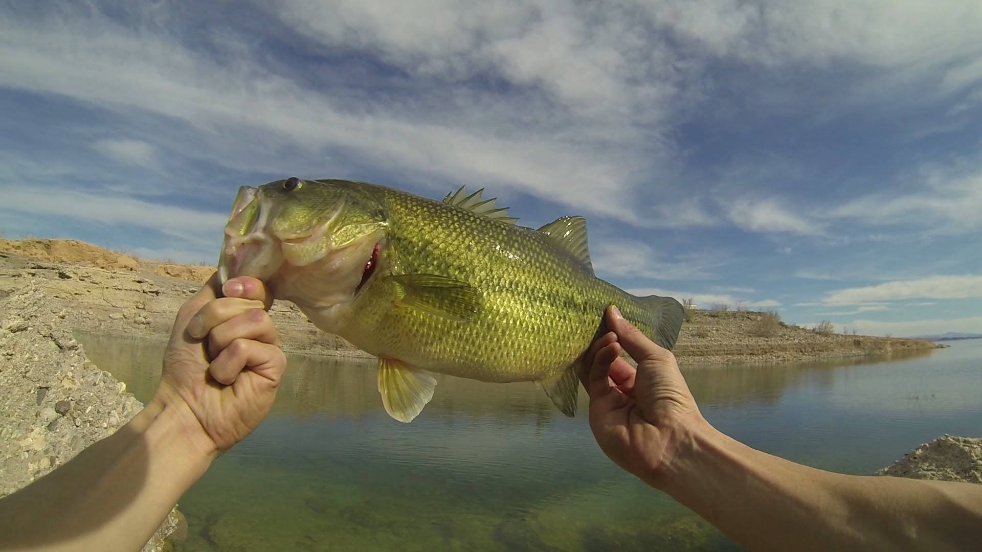 Largemouth Bass Carried By Two Hands Wallpaper