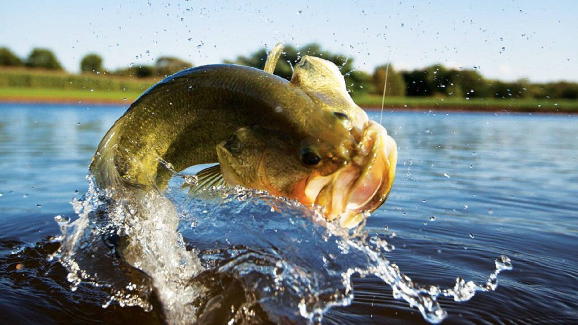Aesthetic Photo Of A Jumping Largemouth Bass Wallpaper