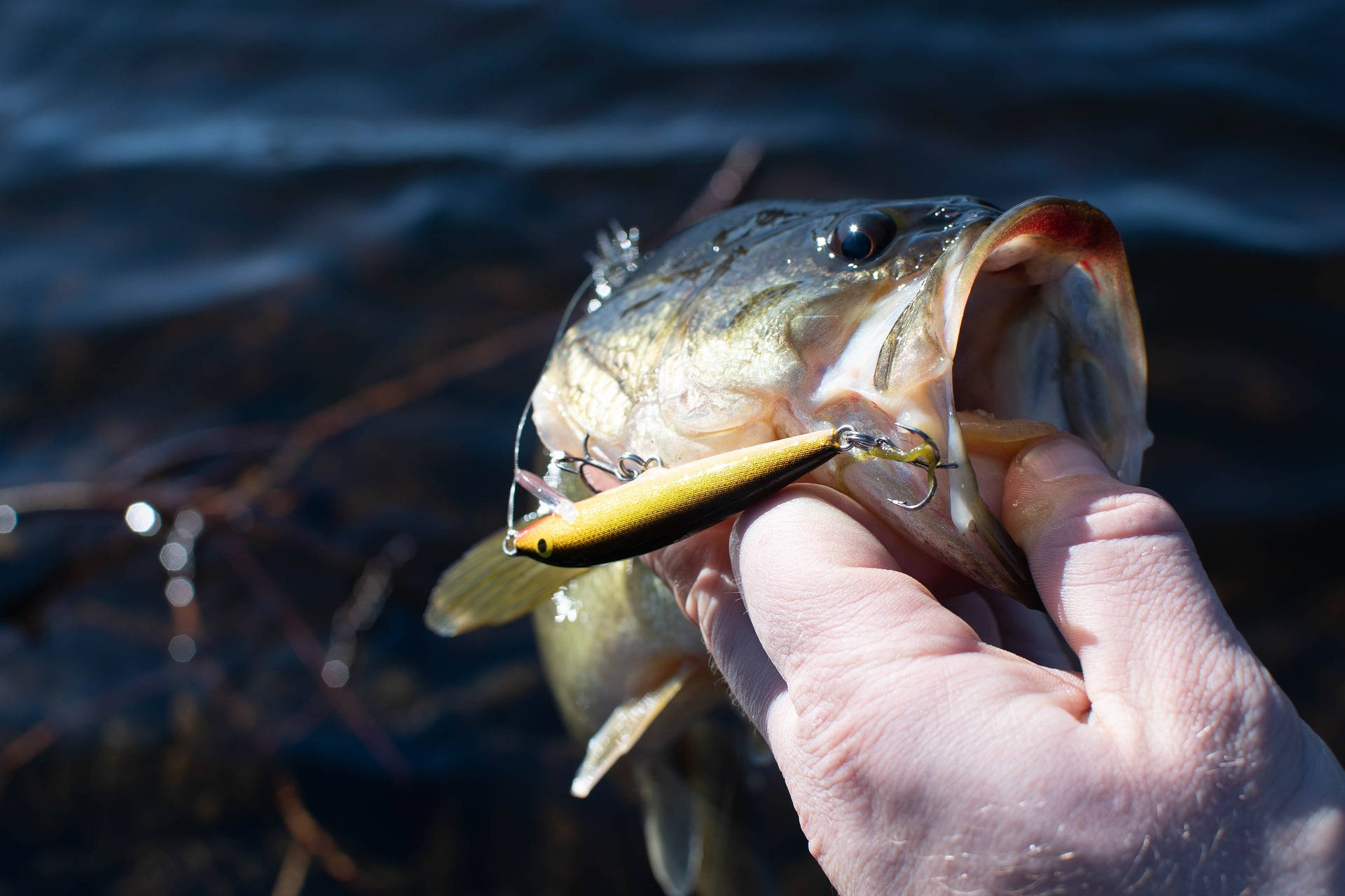 En Largemouth Bass med farverige finner svømmer i søen. Wallpaper