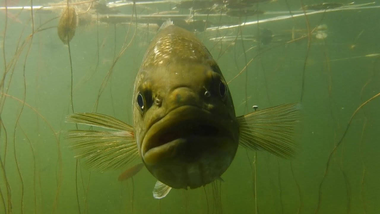 Largemouth Bass In A Swamp Wallpaper