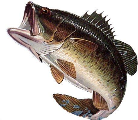Largemouth Bass Illustration PNG
