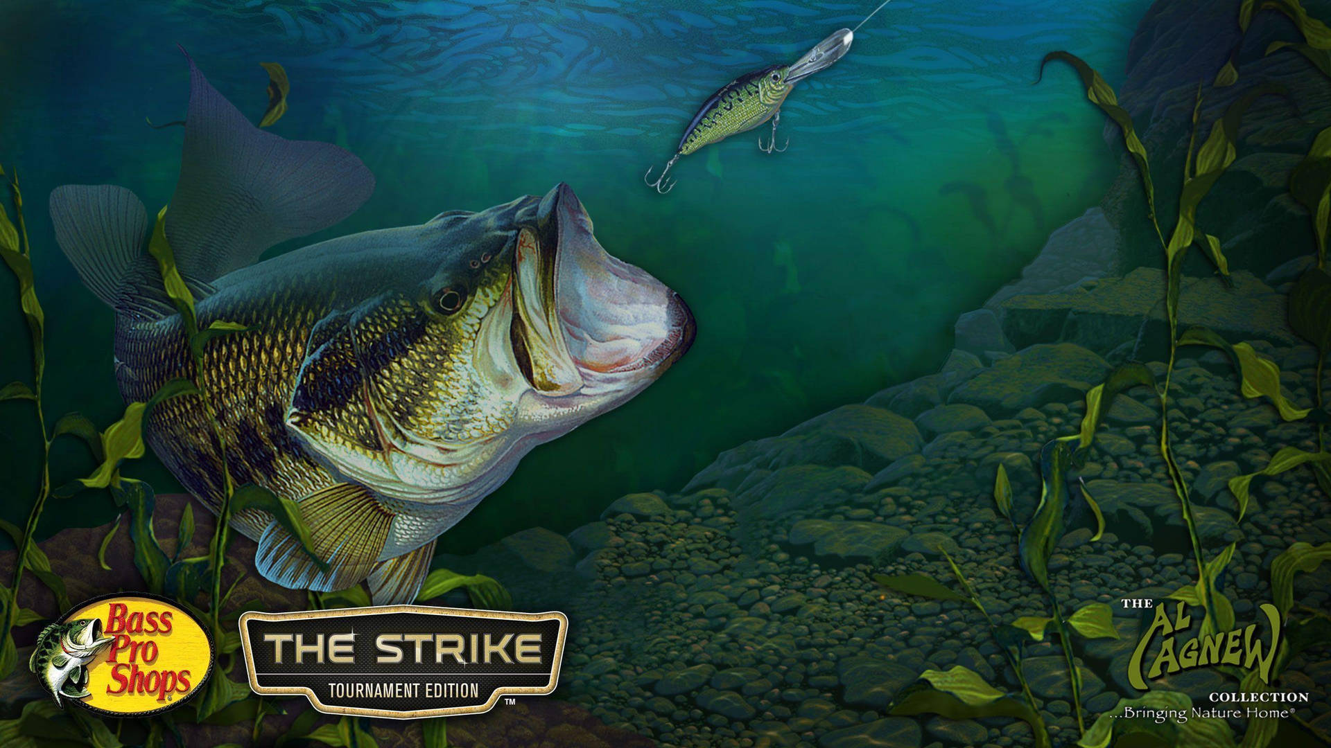A Largemouth Bass Visiting Its Home Waters Wallpaper