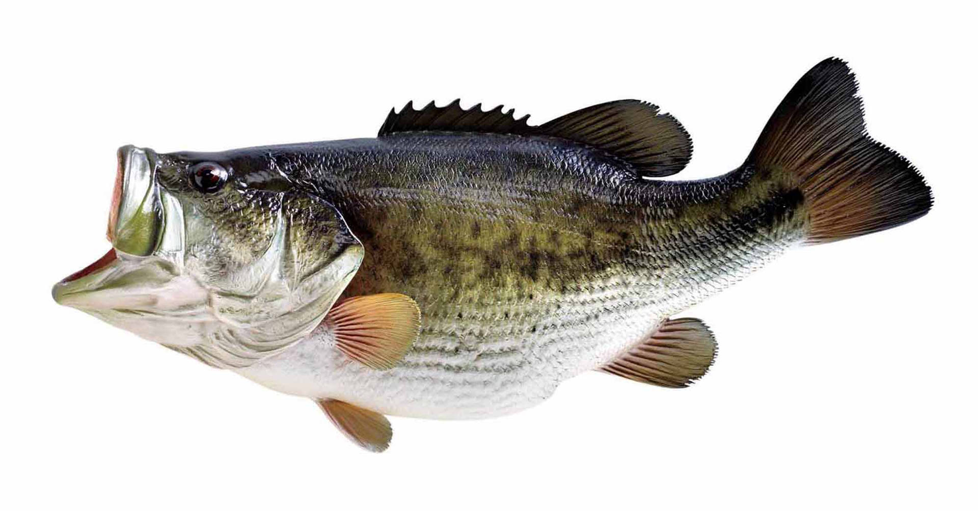 Official Photo Of Largemouth Bass Wallpaper