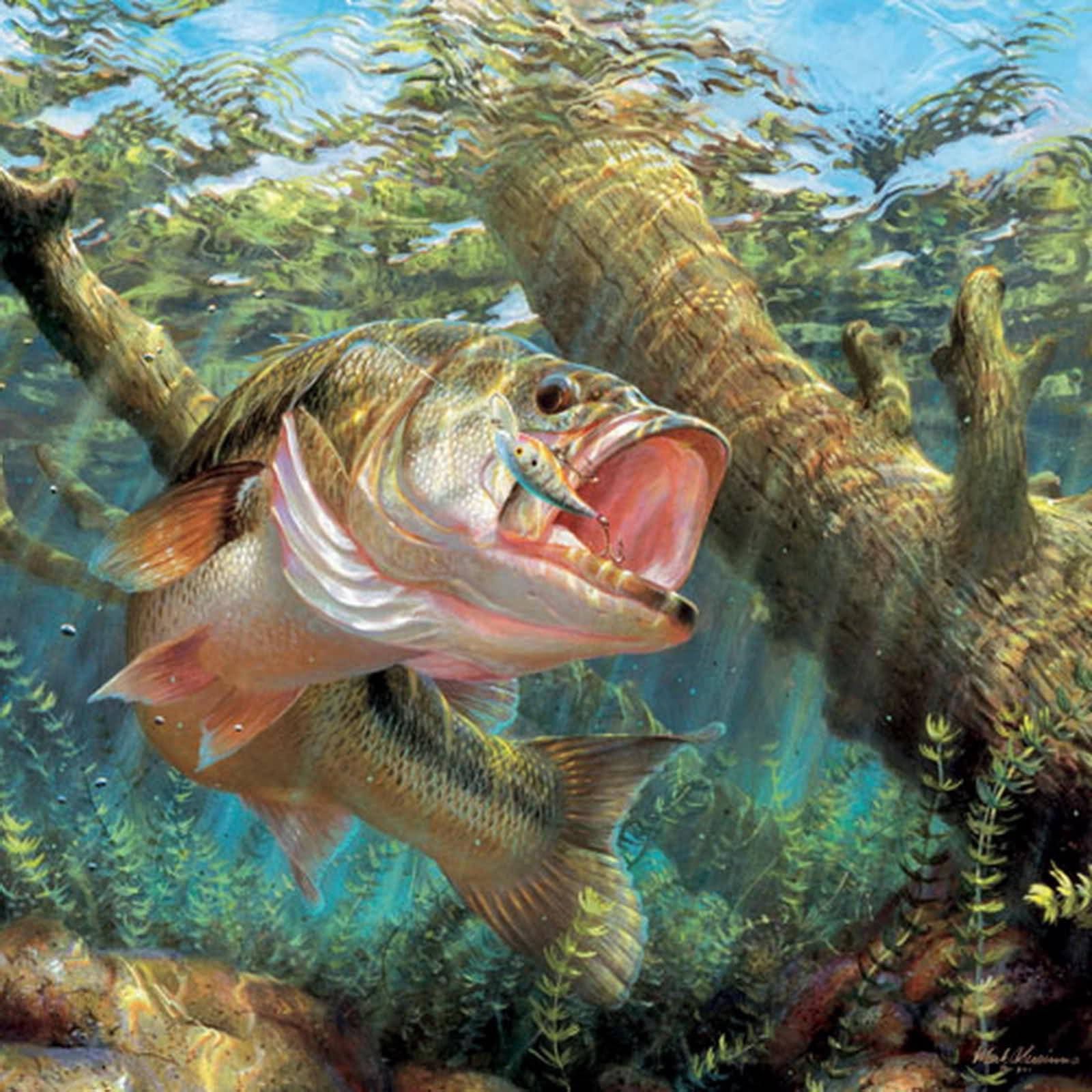 Den ædle Largemouth Bass glide gennem dens aquatiske domæne. Wallpaper