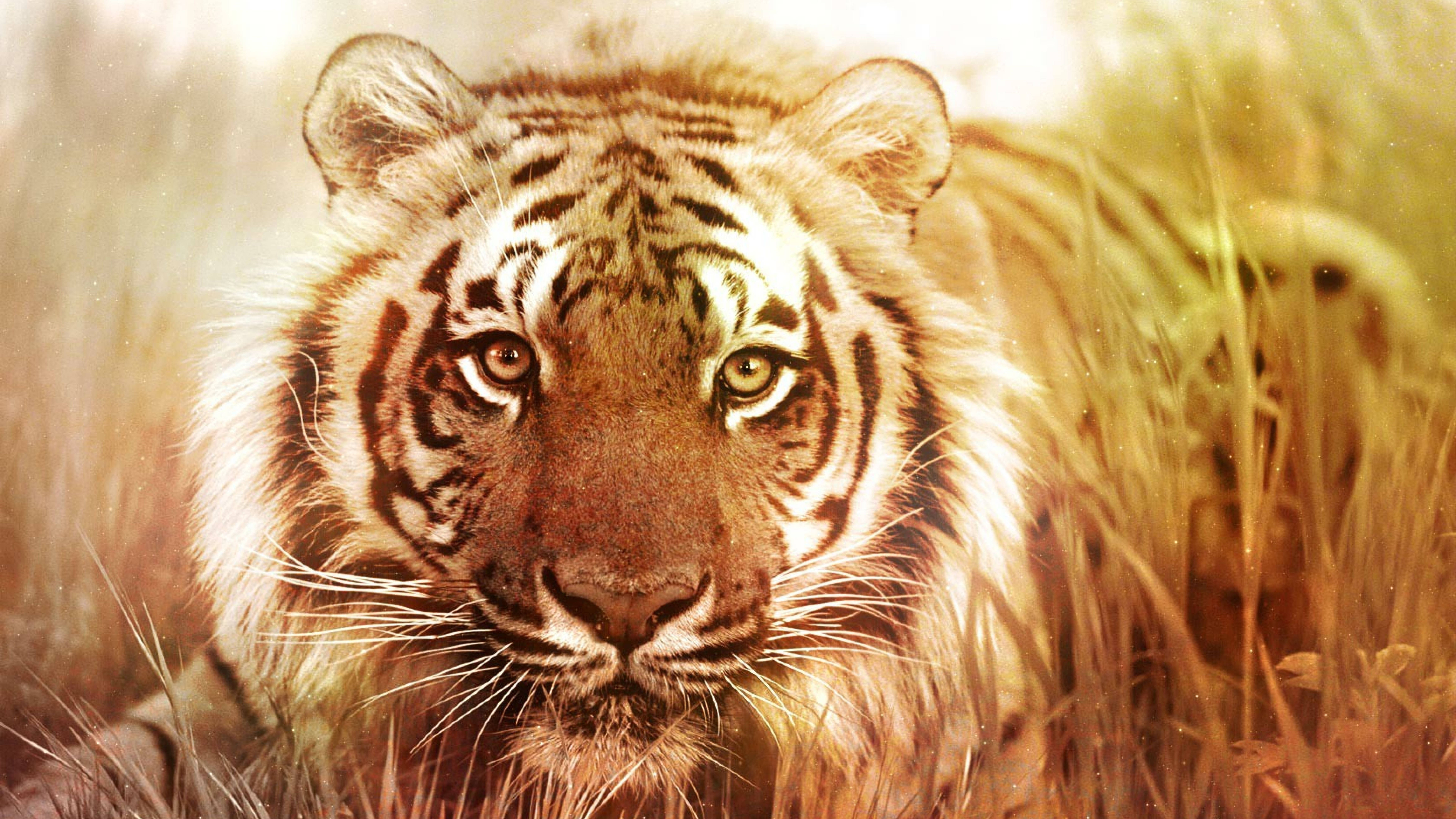 Largest Living Feline 8K Tiger UHD Wallpaper