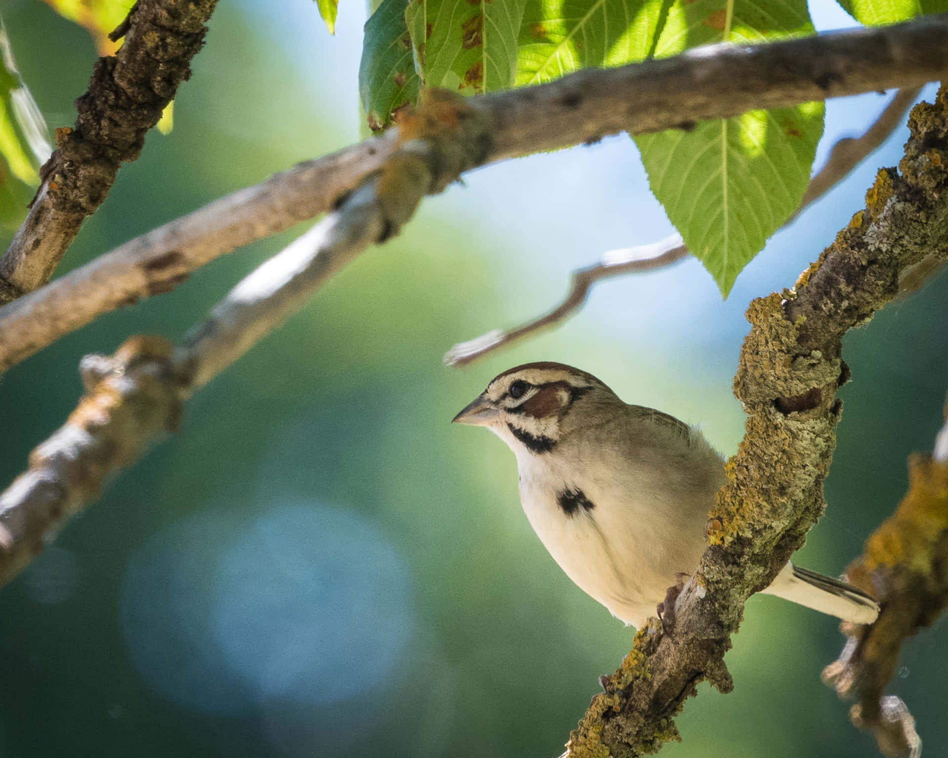 Lark Perchedin Nature Wallpaper