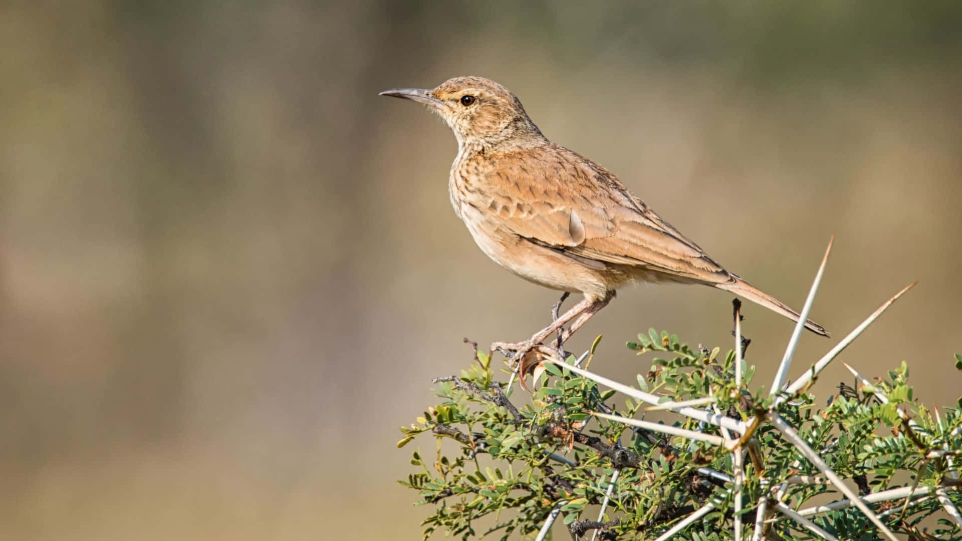 Lark Perchedon Thorny Branch Wallpaper