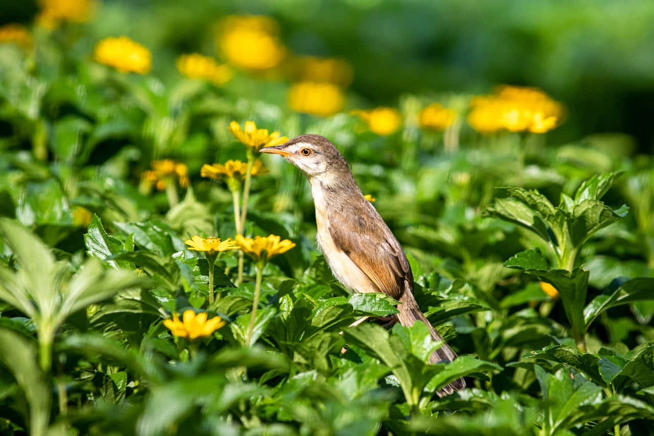 Larkin Floral Habitat.jpg Wallpaper