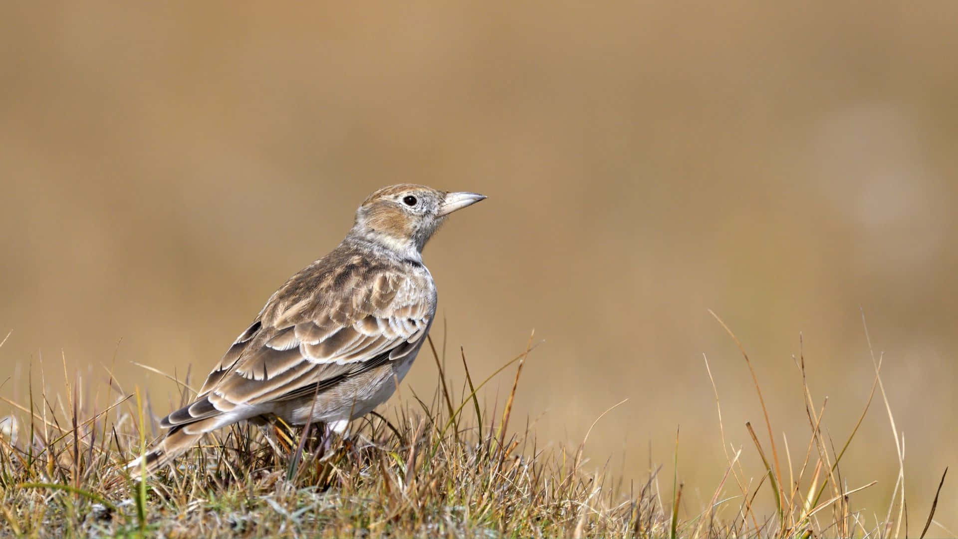 Larkin Grassland Habitat Wallpaper