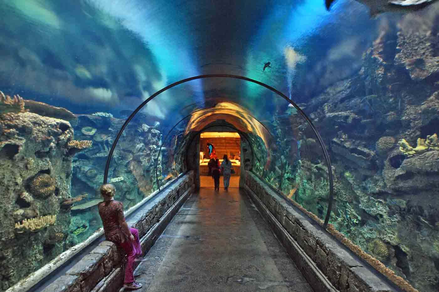 a tunnel with an aquarium in the middle