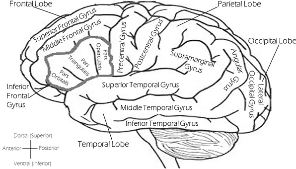 Lateral View Brain Lobesand Gyri PNG