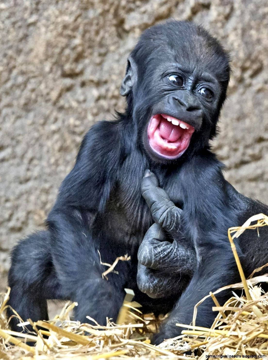 Laughing Baby Gorilla Iphone Wallpaper